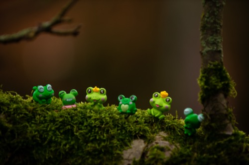 Der Frosch, unser Wegbegleiter